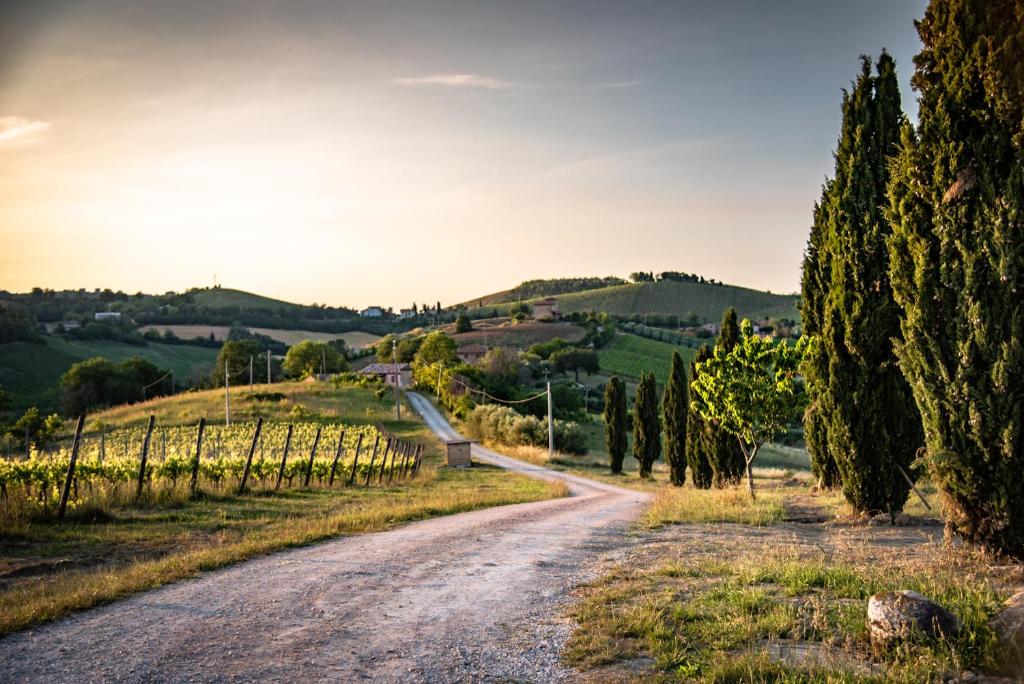 a dirt road in a vineyard with trees at Recchi Franceschini Bike Hotel LAST - MINUTE - AVAILABILITY in Montalto delle Marche