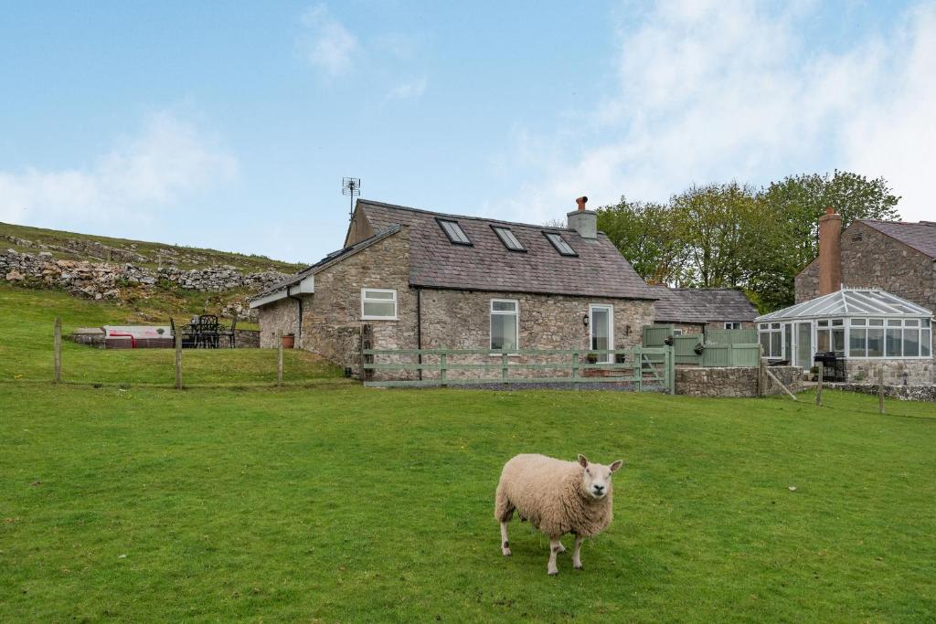 a sheep standing in a field in front of a house at Hafan Haydn in Cwm