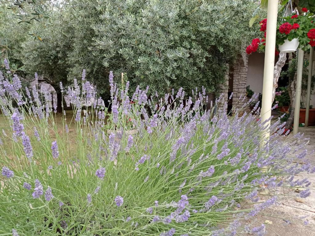 un jardín con plantas púrpuras y flores púrpuras en Apartments Anica, en Pula