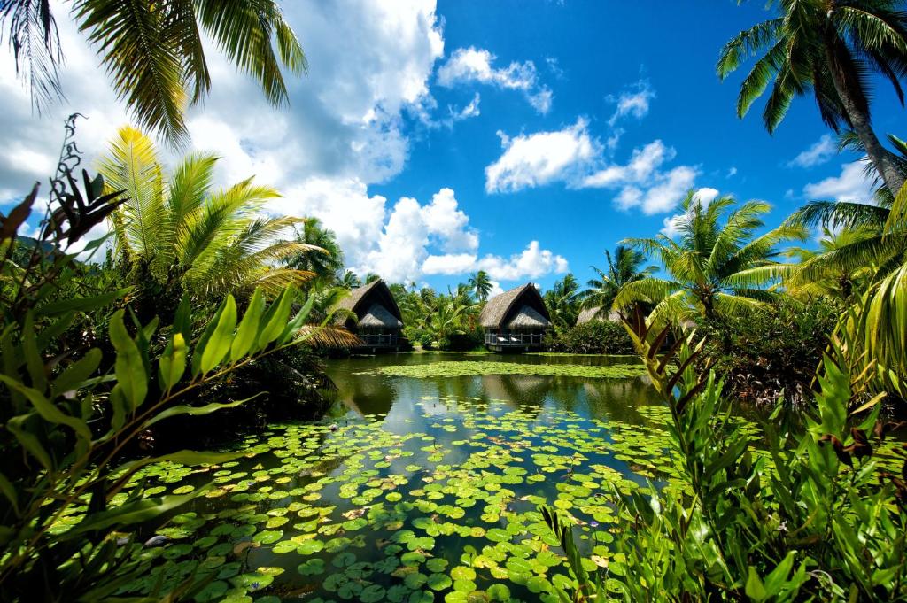 a pond with lilies in front of a resort at Maitai Lapita Village Huahine in Fare