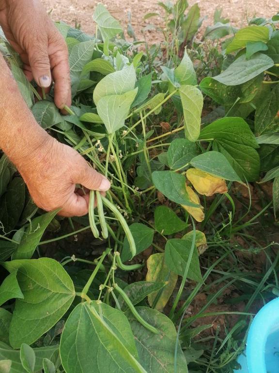 Masseria Agriturismo Il Sorriso Degli Ulivi - Dimora di Charme - 18