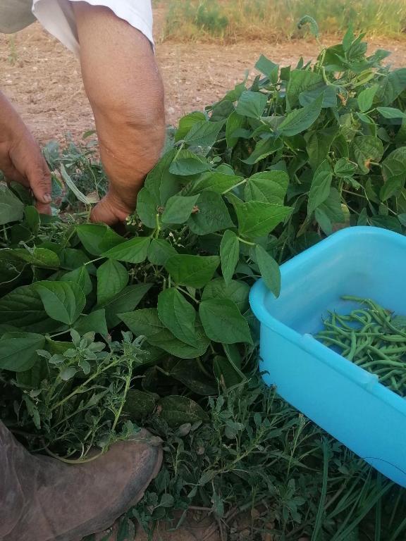 Masseria Agriturismo Il Sorriso Degli Ulivi - Dimora di Charme - 17