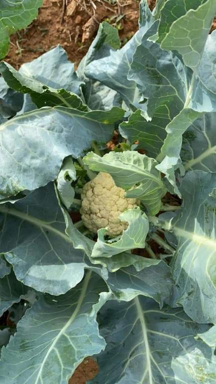 Masseria Agriturismo Il Sorriso Degli Ulivi - Dimora di Charme - 16