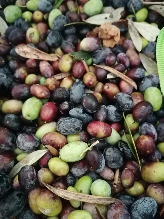 Masseria Agriturismo Il Sorriso Degli Ulivi - Dimora di Charme - 15