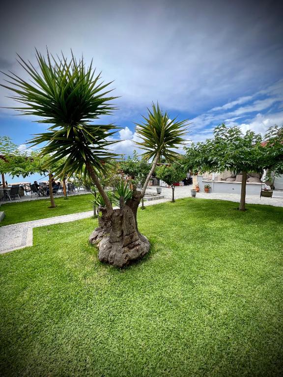 a palm tree sitting in a field of grass at Villa Maria apartments in Nea Skioni