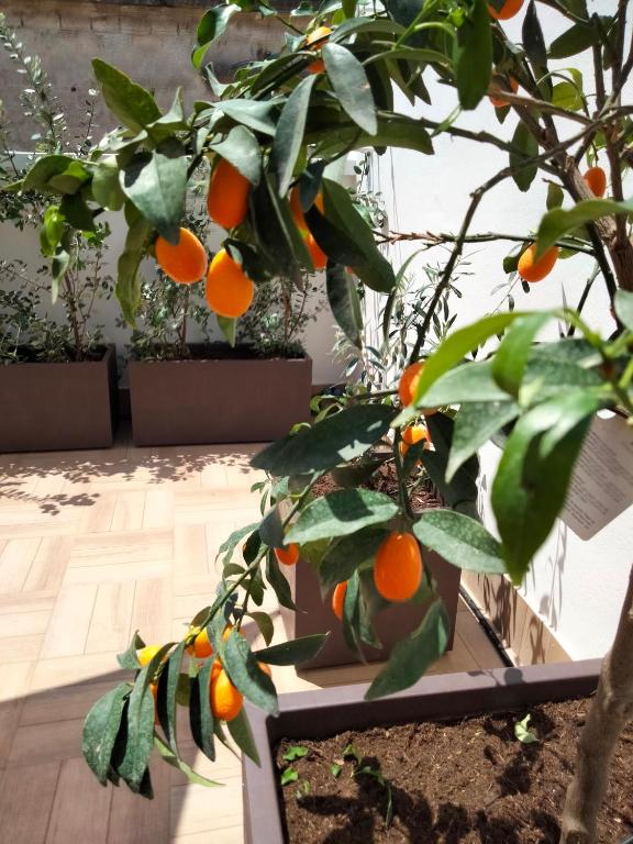 Zahrada ubytování Maison Chene con vasca idromassaggio