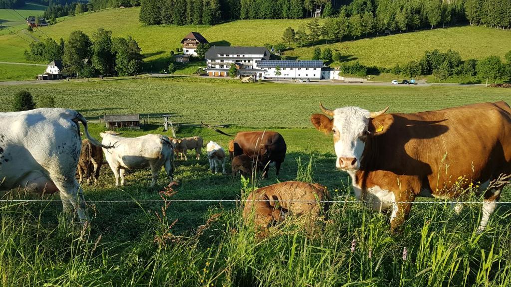 uma manada de vacas num campo atrás de uma vedação em Ferienwohnung am Schneeberg em Titisee-Neustadt
