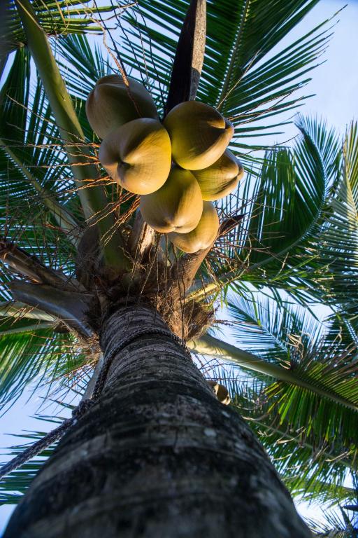 a palm tree with a bunch of fruit on it at Arabella on Boossa in Galle