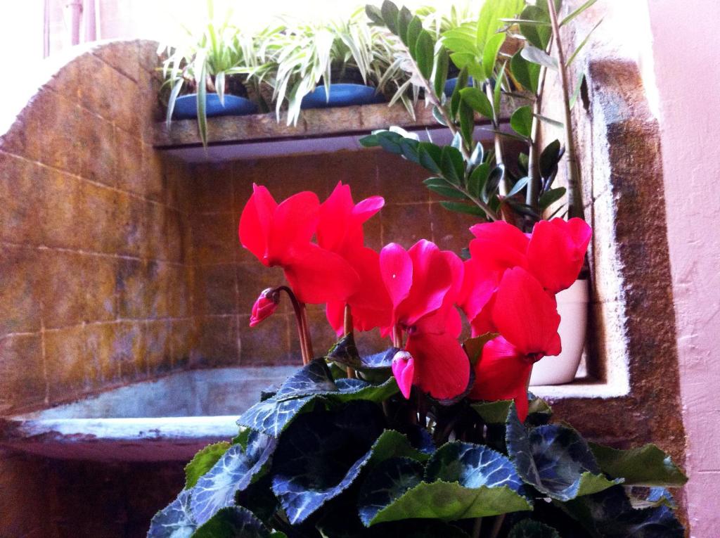 Casa del Mediterraneo - 10