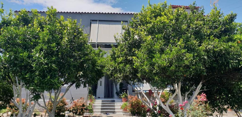 a house behind trees in front of a house at Guesthouse Anila in Divjakë