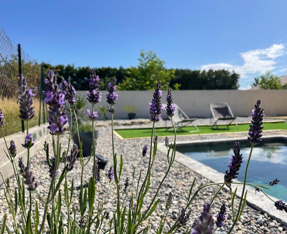un jardín con flores púrpuras junto a una piscina en Toupie et Bicyclette, en Charmes-sur-Rhône