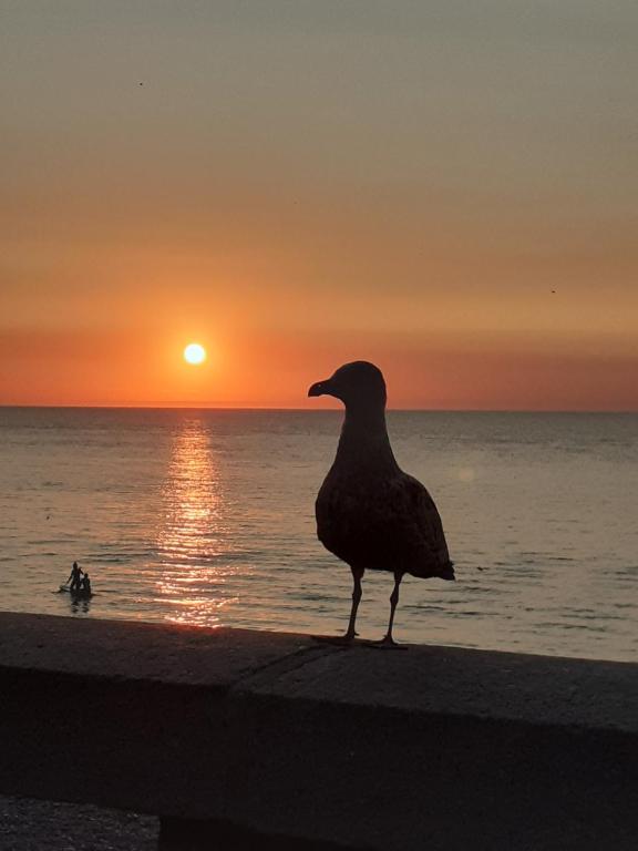a bird standing on the beach at sunset at Camping les falaises de Toussaint in Toussaint