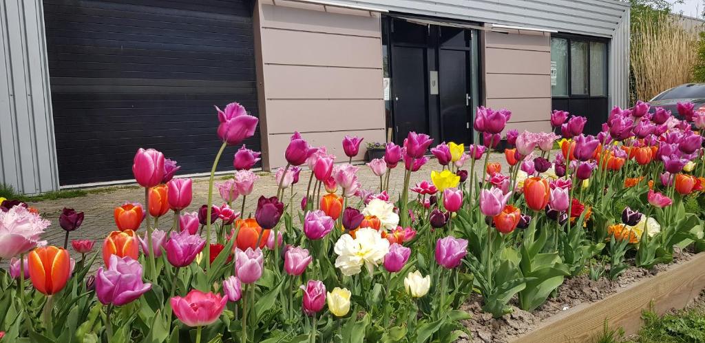 un montón de tulipanes coloridos delante de una casa en Noordersluis Studio's, en Lelystad