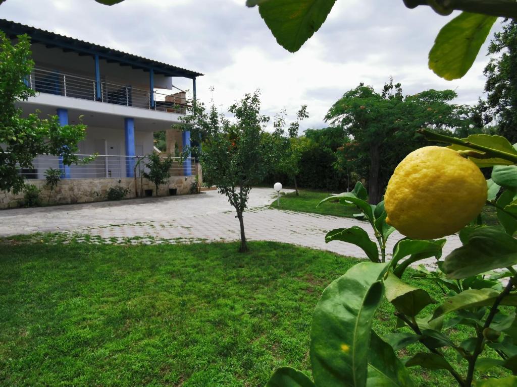 a lemon tree in front of a house at Nick House in Pefkohori