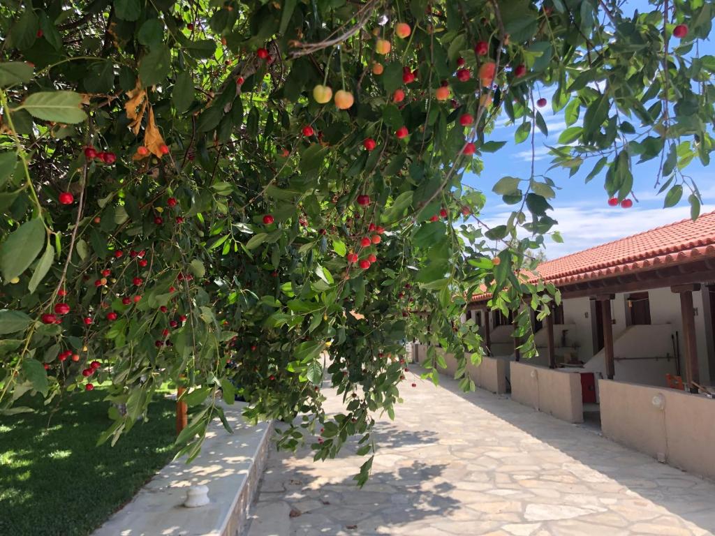 a bunch of cherries hanging from a tree at Gregory's Village in Platy