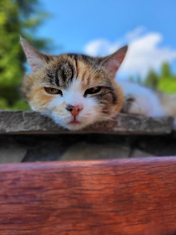 Domácí mazlíčci ubytovaní s hosty v ubytování Domek na Obidzy