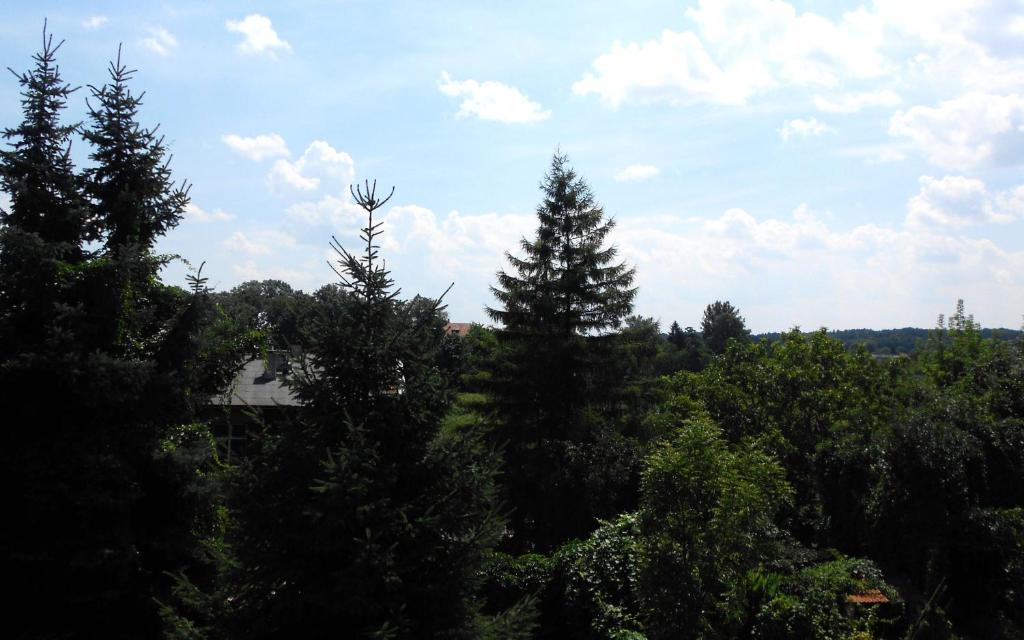 um grupo de árvores com um céu azul e nuvens em Extra Pokoje do Wynajęcia na Cracóvia