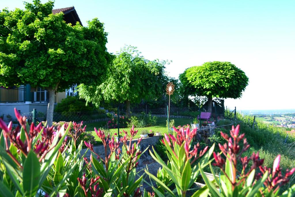 Zahrada ubytování Hotel Villa Rosa