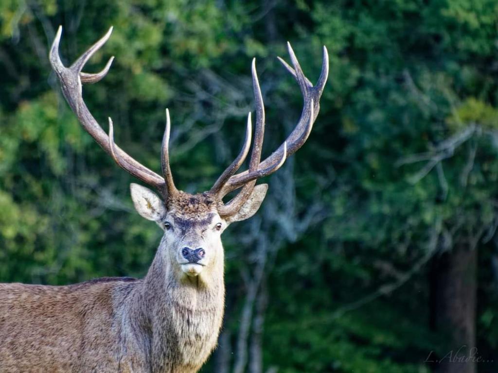 a deer with large horns standing in front of trees at Le Logis de la Ferme aux Cerfs in Le Houga