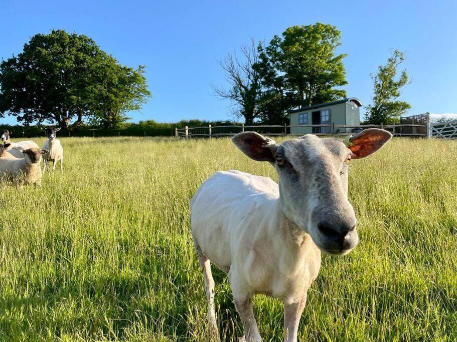 a white sheep standing in a field of grass at Luxury Shepherd Hut on small South Hams farm, Devon in Modbury