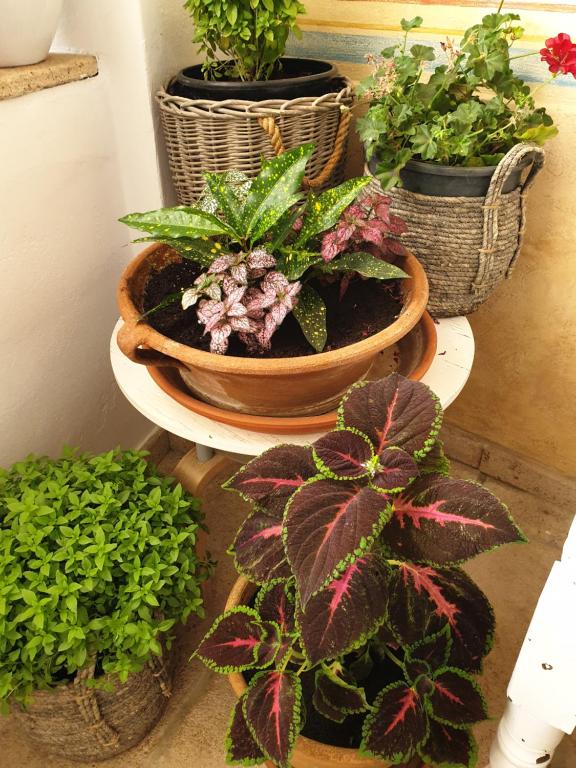 a group of potted plants sitting on a shelf at Aretousa Deluxe Downtown Apartment in Skala
