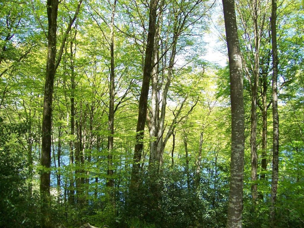 a forest filled with lots of green trees at Les gîtes de la Planette - gîte 4 in Saint-Amans-Valtoret