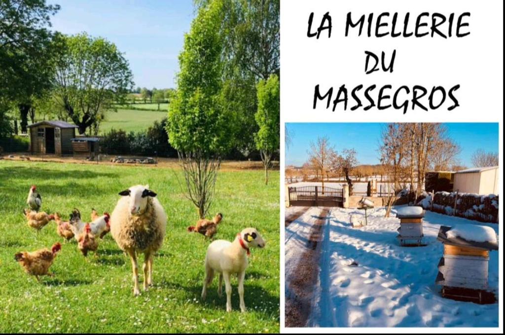 a collage of two pictures of sheep and chickens in a field at La Miellerie du Massegros in Le Massegros