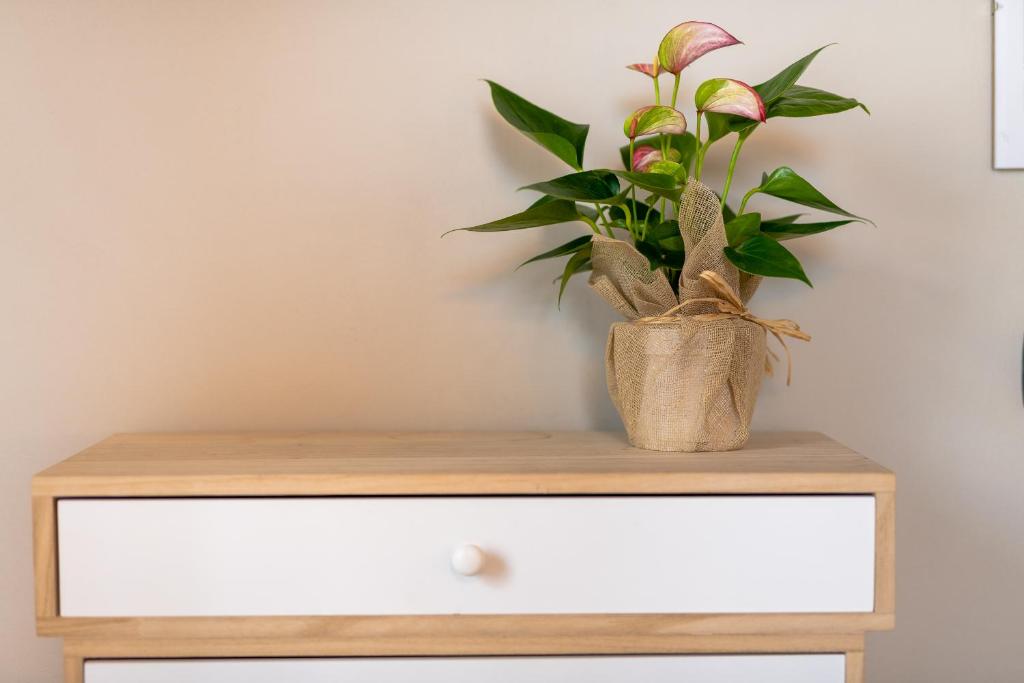 B&B Stella Lucca - 17