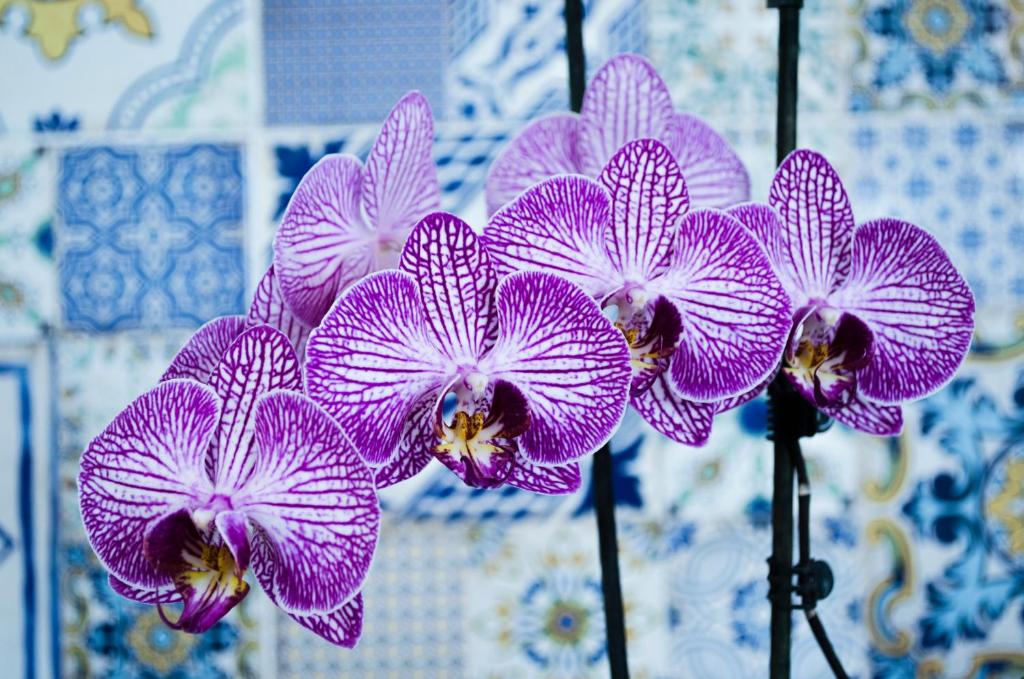 a group of purple orchid flowers on a wall at Hotel Regina del Mare in Ischia