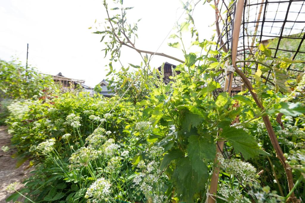 Giardino di Niwamori_org
