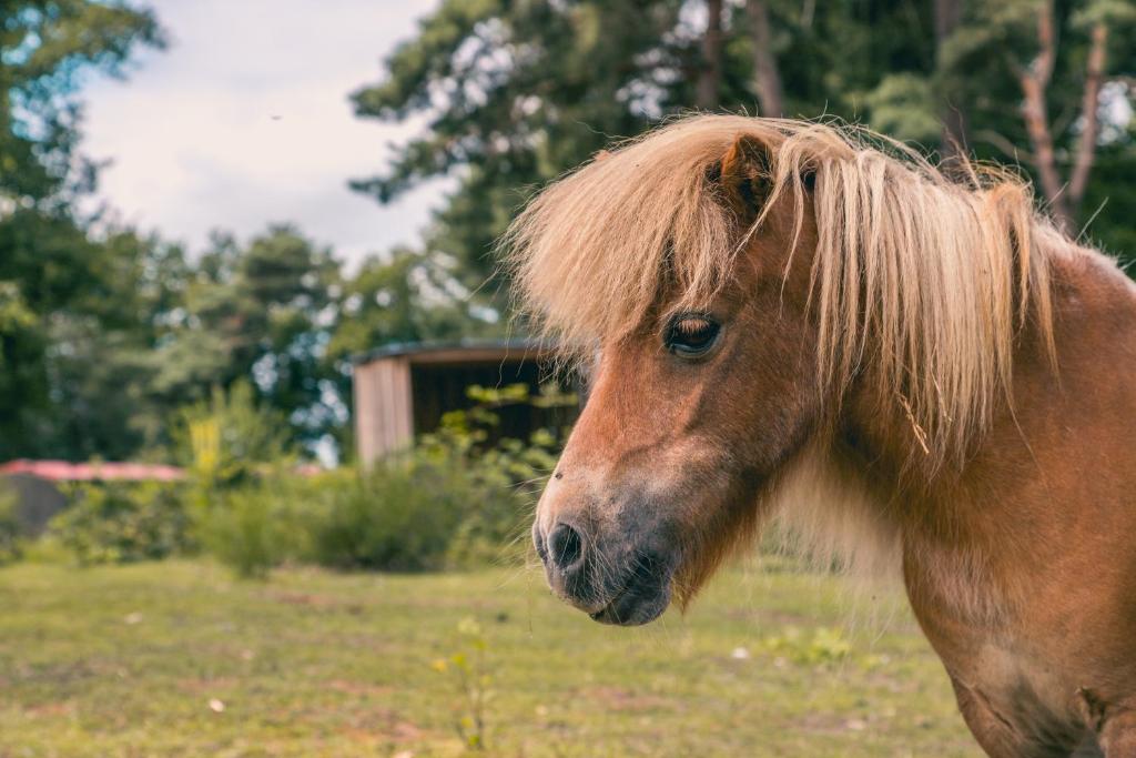Altri animali domestici presso il resort o nei dintorni