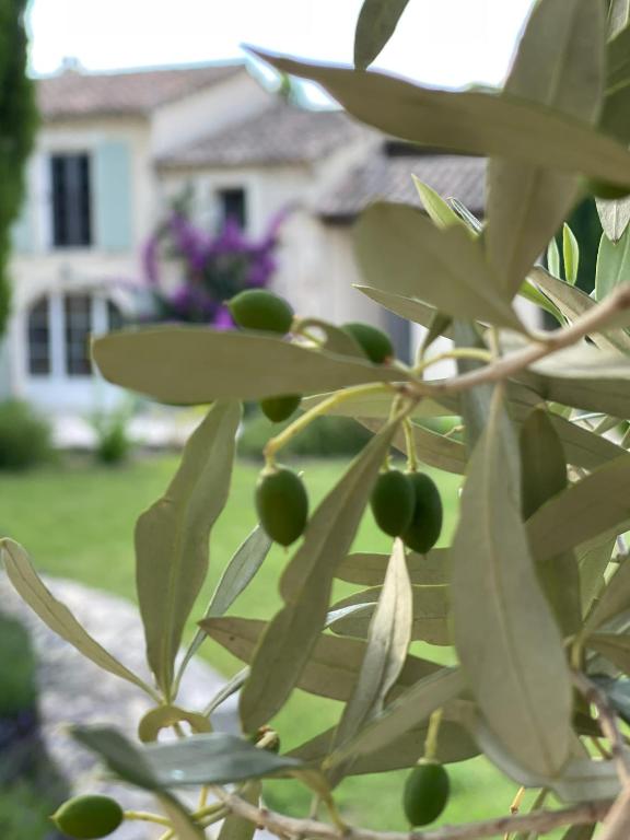 a close up of a plant with green olives on it at MAS MILLÉSIME - Chambre double - petit déjeuner - piscine - Mas du XVIIIème siècle proche Saint-Rémy-de-Provence in Mas blanc des Alpilles