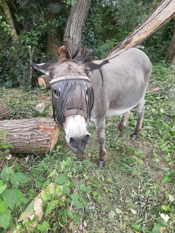 a donkey wearing a costume standing in the grass at Les deux anes in Veuves