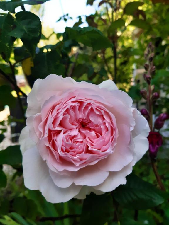 a pink and white rose in a garden at les orchidees sauvages in Touffreville-la-Corbeline