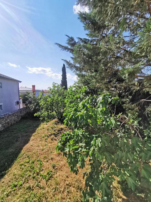 Vonkajšia záhrada v ubytovaní House Mare