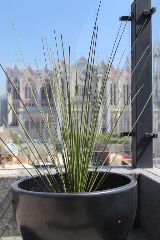 uma planta num vaso sentado no parapeito da janela em La Casa Mia Leon em León