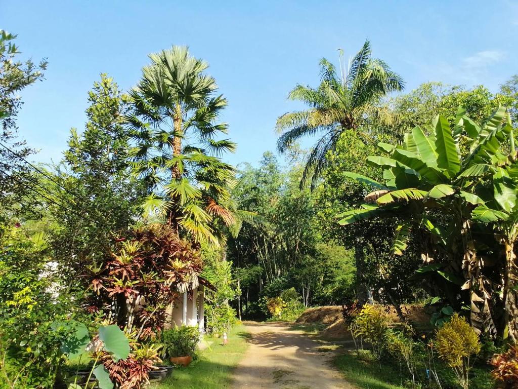 a dirt road through a jungle with palm trees at Suan Bang Bon Guest House in Plai Phraya