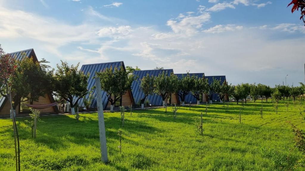 a row of trees in a field in front of buildings at Perryland Urban Farm in Piatra