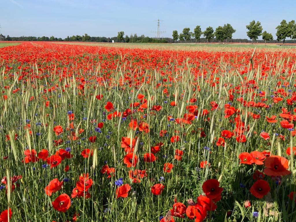 a field of red poppies in a field at Lutki Dom in Lübben