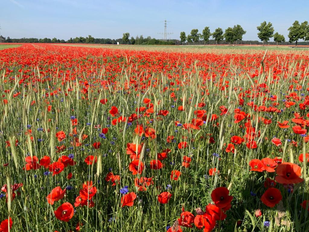 een veld van rode papavers in een veld bij Lutki Dom in Lübben