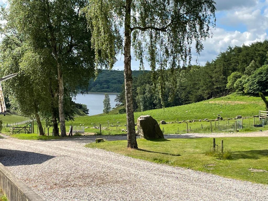 a gravel road with a tree and a lake at Hegedal Fjordhouse in Hobro
