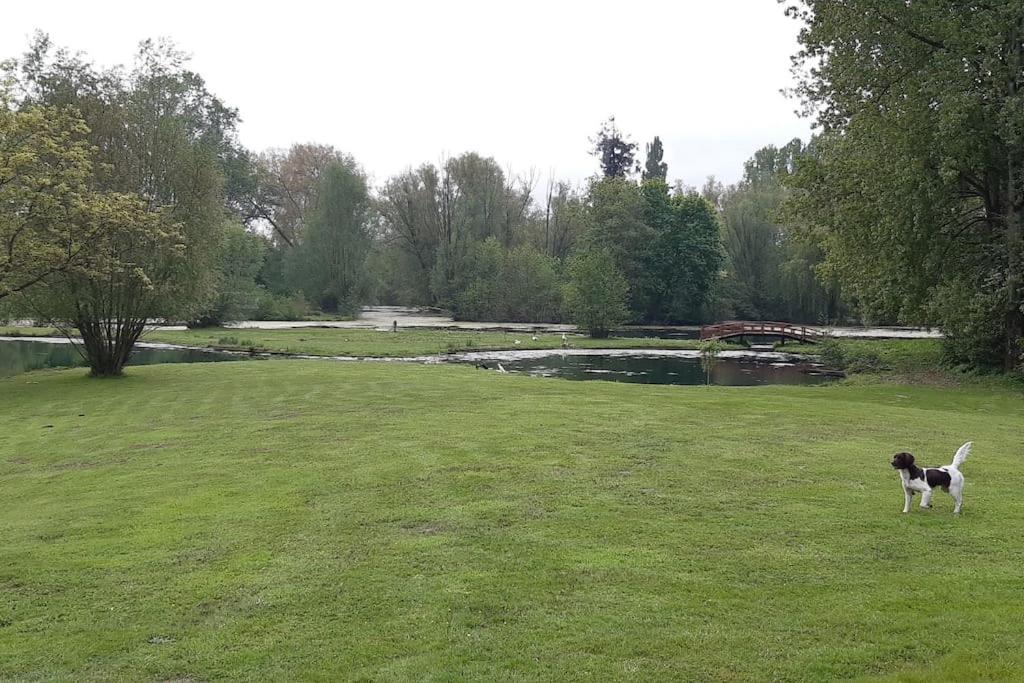un perro parado en un campo cerca de un estanque en Adorable maison d’hôtes bordée d’étangs au calme., en Grandcourt