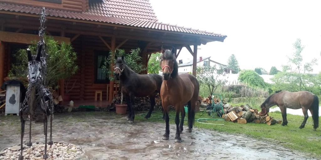 Zvířata v penzionu nebo okolí
