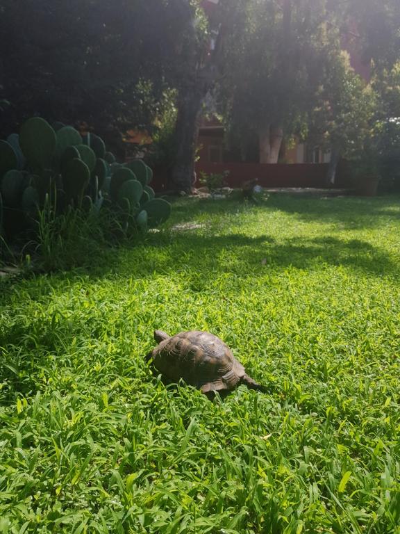 Zahrada ubytování PortoAgali