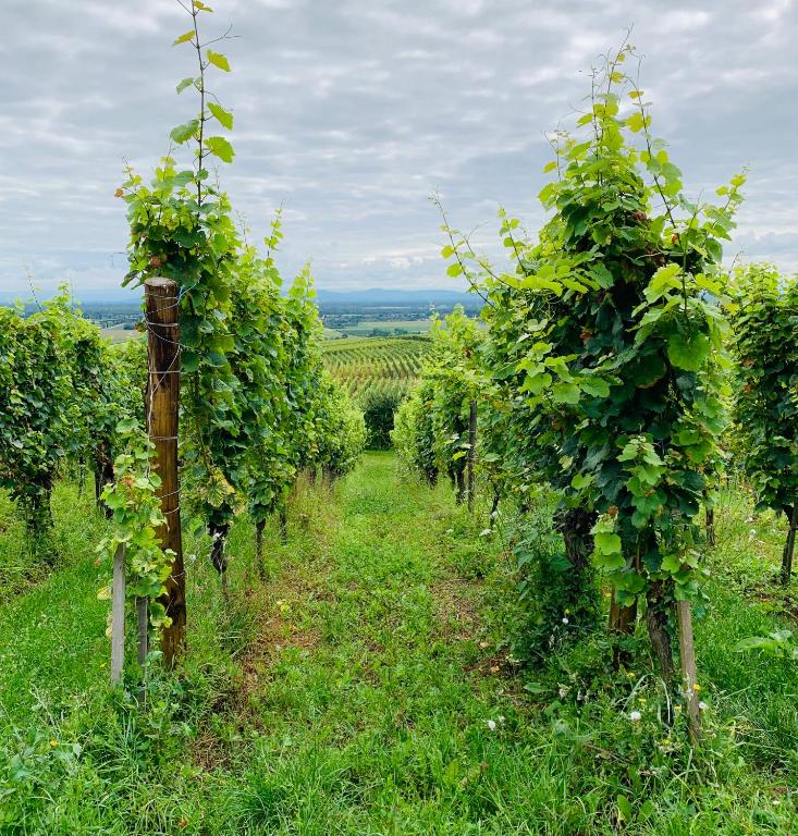 Gite Les deux belettes - Appartements meublés à Riquewihr - Vue vignoble – photo 31