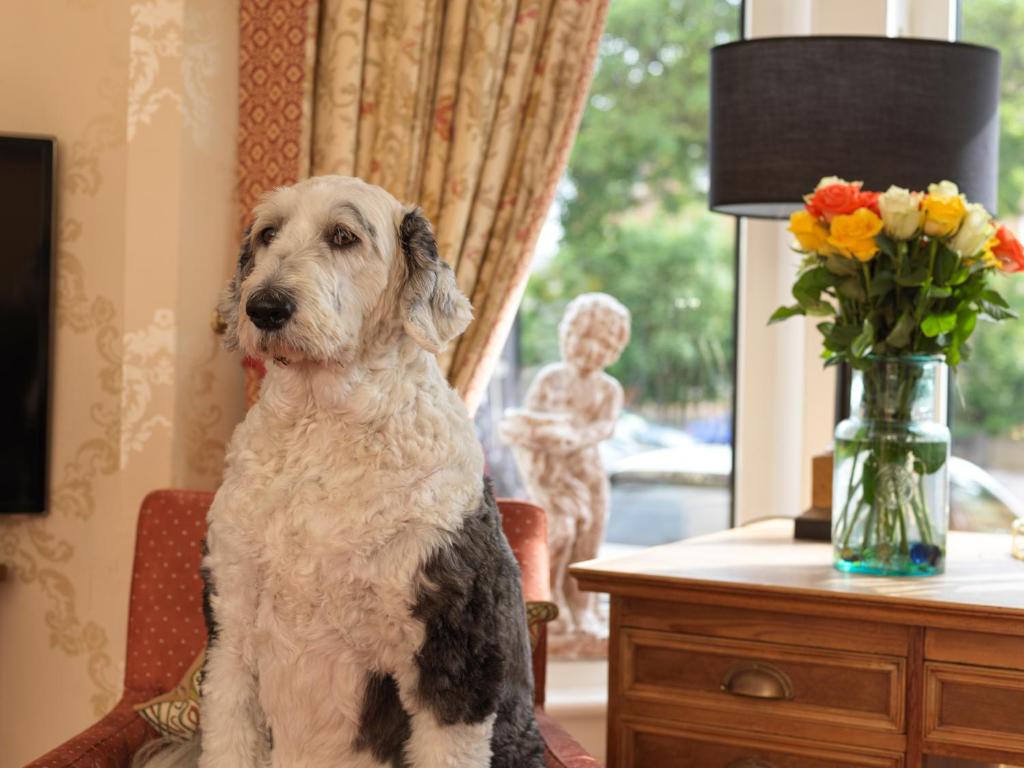 Domácí mazlíčci ubytovaní s hosty v ubytování Howarth House