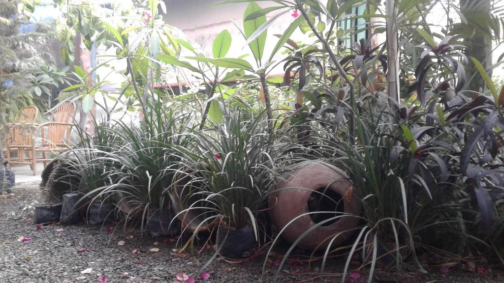 une rangée de plantes dans un jardin dans l'établissement Departamento Familiar Pimentel - Ica, à Ica