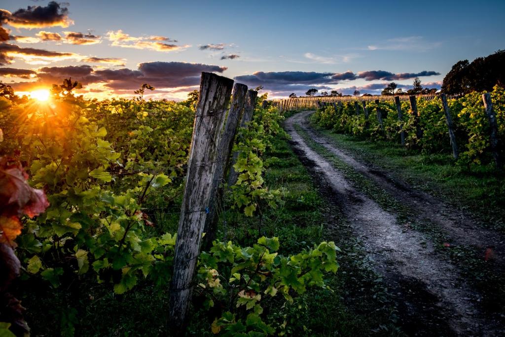 a fence in a vineyard at sunset at Vingården i Arild in Arild