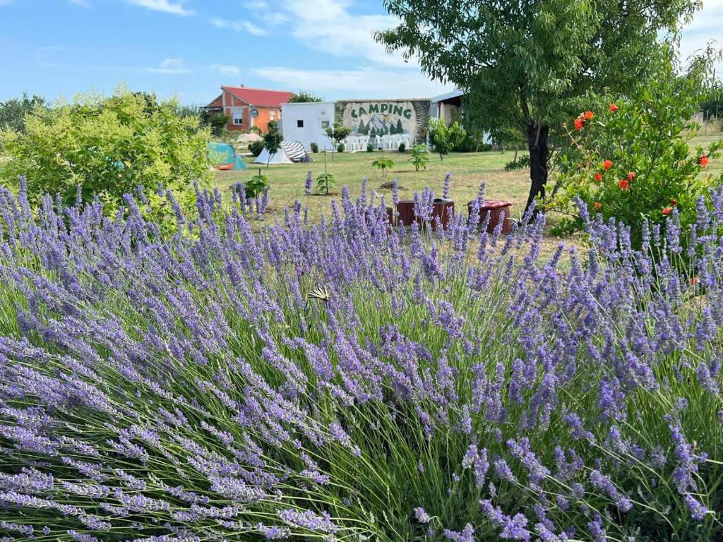 ein Feld lila Blumen mit einem Gebäude im Hintergrund in der Unterkunft CAMPING LASTE in Smoković