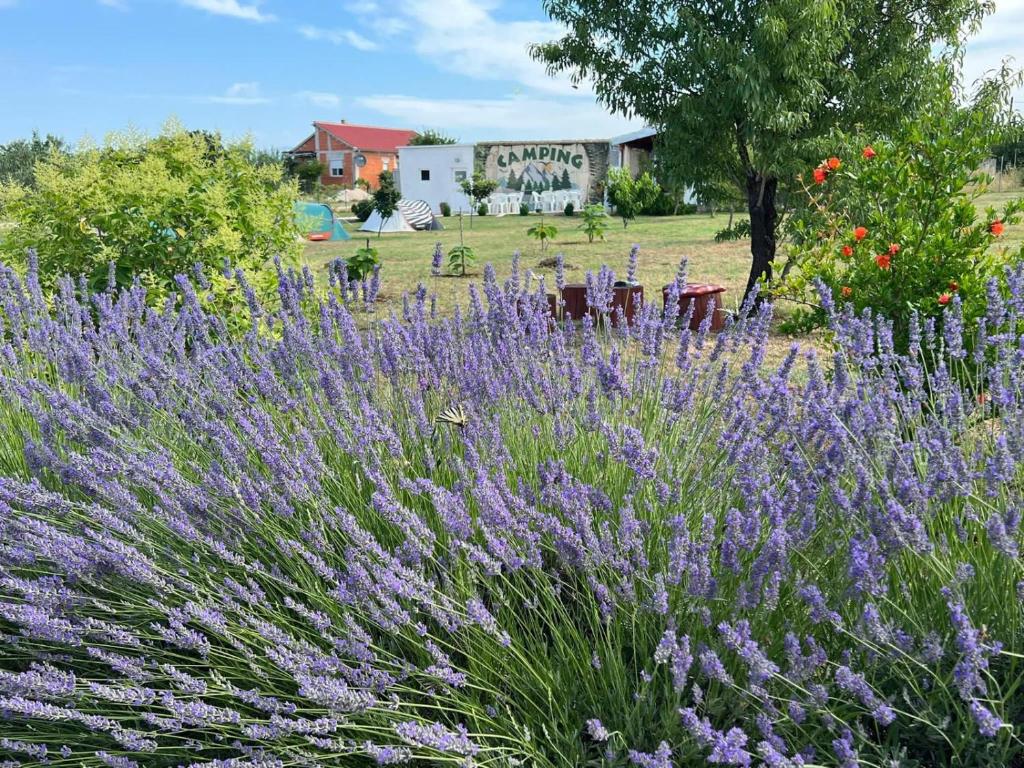 Zahrada ubytování CAMPING LASTE